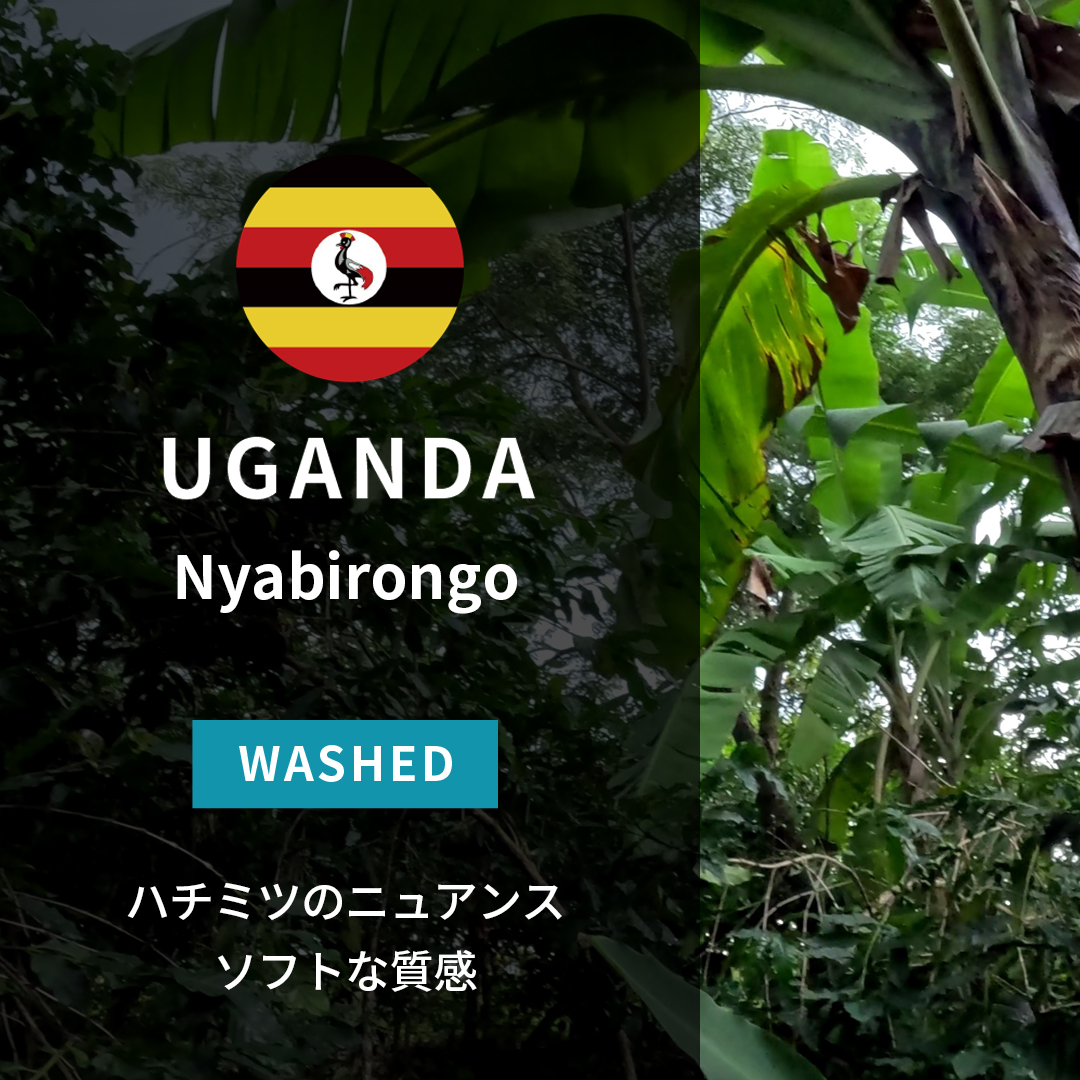 灼熱のアフリカ Uganda Nyabirongo Washed(24/25年クロップ) | ORIGIN COUNTRIES for